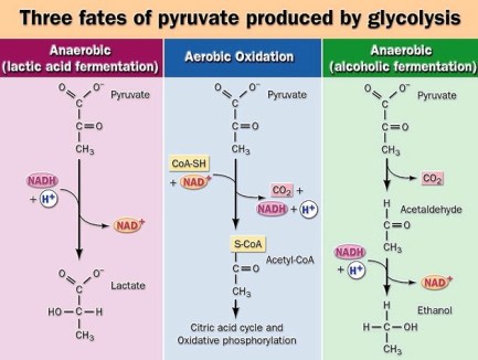 Glycolysis: Fates of Pyruvate